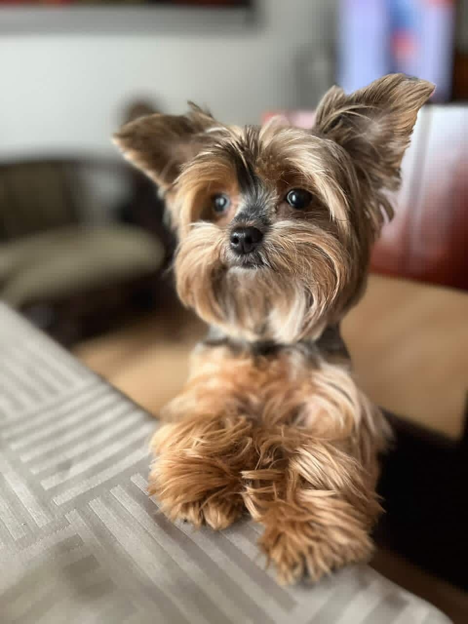 Funko Pop Personalizado Premium | Edición Especial